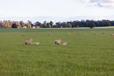 Farm Sold - NSW - Narrandera - 2700 - Large Scale Riverina Farming  (Image 2)