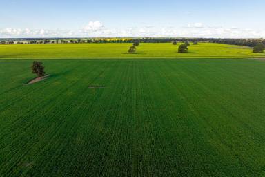 Farm Sold - NSW - Narrandera - 2700 - Large Scale Riverina Farming  (Image 2)