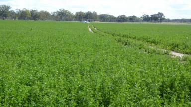 Farm Sold - SA - Mundulla West - 5270 - "Kevhill" Productive Cropping & Grazing in the land of milk and honey!  (Image 2)