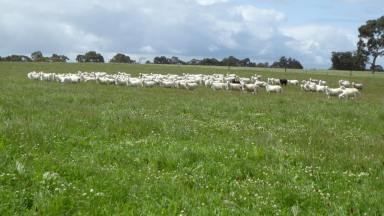 Farm For Sale - SA -  Willalooka - 5267 - "Goonamurra" Excellent graze/crop opportunity with High Productivity!  (Image 2)