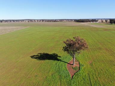 Farm Sold - NSW - Gidginbung - 2666 - Ideal mixed farming lease package  (Image 2)