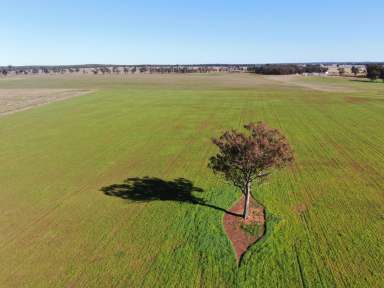 Farm Sold - NSW - Gidginbung - 2666 - Ideal mixed farming lease package  (Image 2)