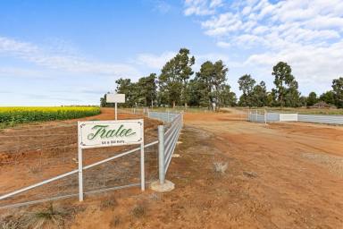 Farm For Sale - NSW - Matong - 2652 - In the heart of the Riverina  (Image 2)