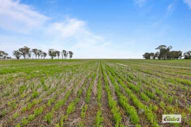 Farm Sold - VIC - Marnoo West - 3387 - North Plains - Marnoo West Premium Cropping & Grazing  (Image 2)