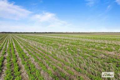 Farm Sold - VIC - Marnoo West - 3387 - North Plains - Marnoo West Premium Cropping & Grazing  (Image 2)