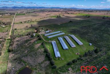 Farm Sold - NSW - Wallamore - 2340 - Endless opportunity for potential income!  (Image 2)
