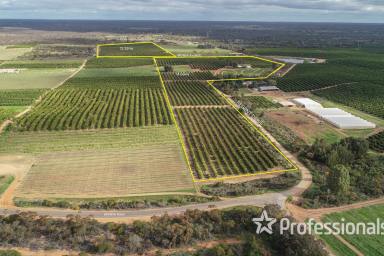 Farm For Sale - VIC - Colignan - 3494 - 24.28Ha (60 Acres ) Top Class Citrus Property  (Image 2)