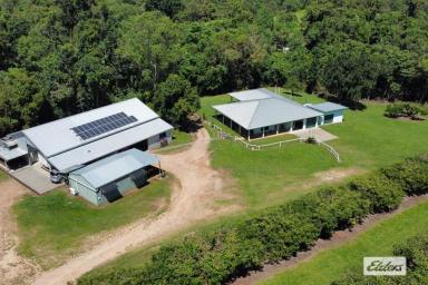Farm For Sale - QLD - Dingo Pocket - 4854 - 50 acres of Tropical Fruit Farm with 3 bedroom home with 4 sheds  (Image 2)