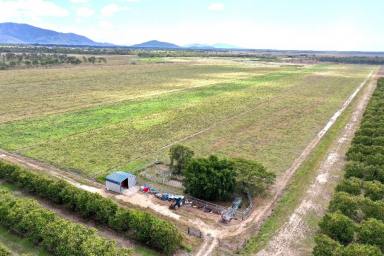 Farm Sold - QLD - Horseshoe Lagoon - 4809 - 150 Acre Improved Pasture Grazing Property - Carry up to 200 Head  (Image 2)