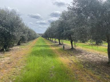 Farm For Sale - NSW - Berrigal - 2390 - Lifestyle, Income and Panoramic Proximity  (Image 2)