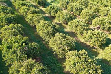 Farm Sold - VIC - Colignan - 3494 - CITRUS HOLDING OF 19.44 HECTARES  (Image 2)