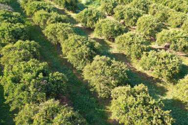 Farm Sold - VIC - Colignan - 3494 - CITRUS HOLDING OF 19.44 HECTARES  (Image 2)