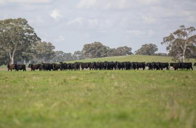 Farm Sold - SA - Lucindale - 5272 - “Binbrook” – A Primary Production Powerhouse  (Image 2)