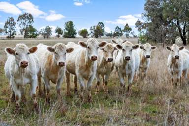 Farm Sold - NSW - Tamworth - 2340 - 'Glen Manor' - Country Escape  (Image 2)