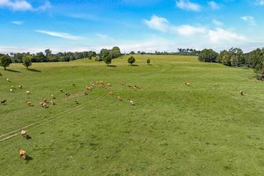Farm Sold - QLD - Amamoor - 4570 - 100 acres of Magnificent Mary Valley  (Image 2)