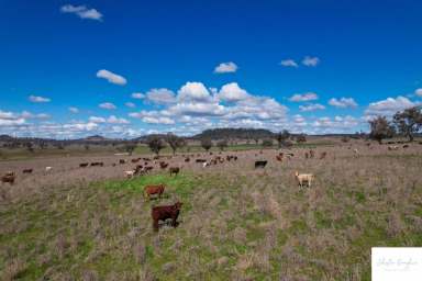 Farm Sold - NSW - Gunnedah - 2380 - PRODUCTIVE BEEF PROPERTY IN HIGHLY REGARDED MULLALEY DISTRICT  (Image 2)