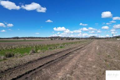 Farm Sold - NSW - Gunnedah - 2380 - PRODUCTIVE BEEF PROPERTY IN HIGHLY REGARDED MULLALEY DISTRICT  (Image 2)