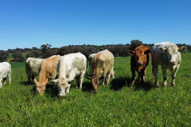 Farm Sold - NSW - Cowra - 2794 - HIGH QUALITY GRAIN, HAY & LIVESTOCK FATTENING!  (Image 2)