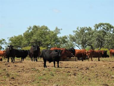 Farm Sold - QLD - Longreach - 4730 - Baratria Aggregation  (Image 2)