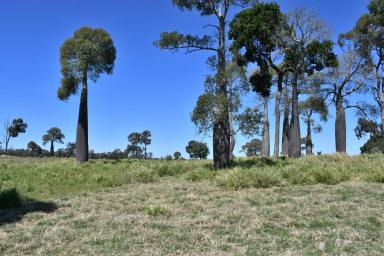 Farm Sold - QLD - Peranga - 4352 - Freddie's Paddock '
Highly Regarded and Improved Bottle Tree, Brigalow Country  (Image 2)