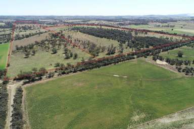 Farm Sold - QLD - Peranga - 4352 - Freddie's Paddock '
Highly Regarded and Improved Bottle Tree, Brigalow Country  (Image 2)