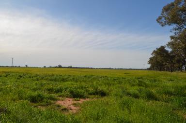 Farm Sold - NSW - Temora - 2666 - Petite Lease Parcel, Perfect for Stock  (Image 2)