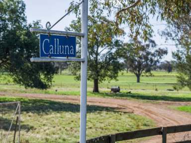 Farm Sold - NSW - Tamworth - 2340 - "Calluna" Outstanding Mixed Farming Block  (Image 2)