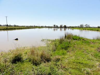 Farm For Sale - QLD - Dalby - 4405 - A UNIQUE PROPERTY - IMPROVED 64 ACRES ON THE EDGE OF DALBY WITH WATER!  (Image 2)