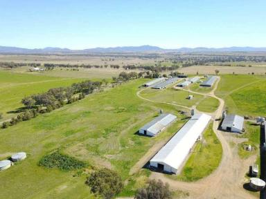Farm For Sale - NSW - Warral - 2340 - 40 acre Lifestyle Opportunity with Broiler Farm income  (Image 2)