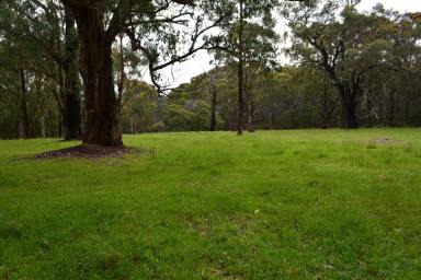 Farm For Sale - VIC - Barongarook - 3249 - Bring the trees to life...  (Image 2)