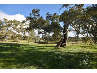 Farm Sold - SA - Tungkillo - 5236 - ‘Erindale’- A Rare 2 Home Acreage Property  (Image 2)