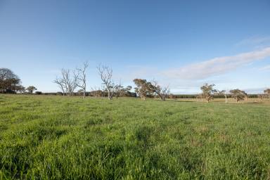 Farm Sold - SA - Coles - 5272 - WELL IMPROVED BREEDING COUNTRY  (Image 2)