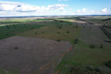 Farm Auction - NSW -  Ootha - 2875 - "Mayfield & Tilgafield" Ringwood Rd, Ootha, NSW 2300ac of productive mixed farming Currajong country  (Image 2)