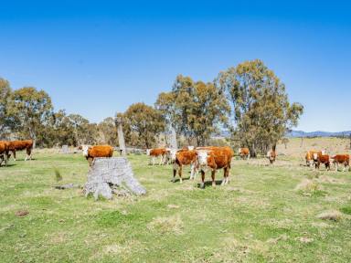 Farm Sold - NSW - Tenterfield - 2372 - Renowned Eastern Fall Country  (Image 2)