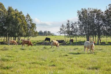 Farm For Sale - VIC - Eurack - 3251 - HEALTHY VERSATILE COLAC DISTRICT COUNTRY  (Image 2)