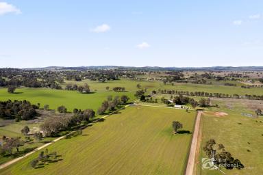 Farm Sold - NSW - Gulgong - 2852 - 100HA ON THE EDGE OF GULGONG!  (Image 2)