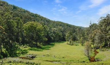 Farm For Sale - NSW - Sweetmans Creek - 2325 - Peaceful Hidden Valley  (Image 2)