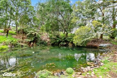 Farm Sold - VIC - Blackwarry - 3844 - PRIVATE OASIS WITH A NATURAL SPRING DAM  (Image 2)