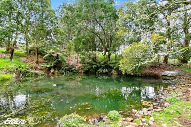 Farm Sold - VIC - Blackwarry - 3844 - PRIVATE OASIS WITH A NATURAL SPRING DAM  (Image 2)