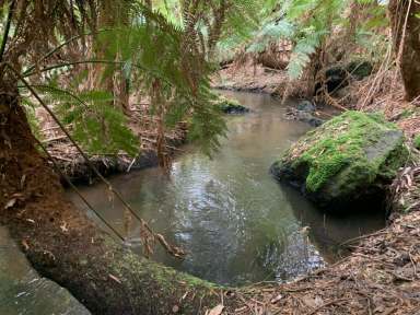 Farm Sold - TAS - Irishtown - 7330 - Off Grid Cabin on 23 Acres  (Image 2)