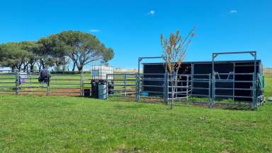 Farm Sold - NSW - Crowther - 2803 - HEAD OF THE VALLEY  (Image 2)