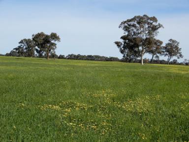 Farm Sold - SA - "The Prarrie" Sec 317 & 318 Naracoorte (Cadgee) - 5271 - Versatile grazing & cropping land.  (Image 2)