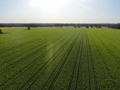 Farm Sold - NSW - Coolamon - 2701 - Add on or start up block, right on Coolamon's footstep  (Image 2)