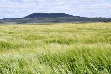 Farm Sold - QLD - Budgee - 4359 - 'Kindara'
Irrigation Farm with 200 Acre Barley Crop  (Image 2)