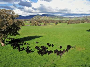 Farm Sold - NSW - South Gundagai - 2722 - PRIME TUMUT VALLEY MIXED-FARMING HOLDING  (Image 2)