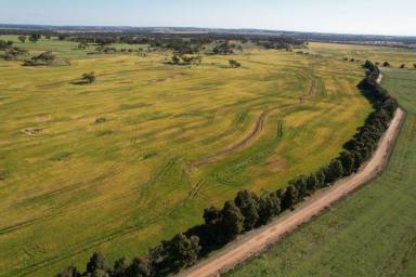 Farm Sold - WA - East Pingelly - 6308 - Secure a Rural base  (Image 2)