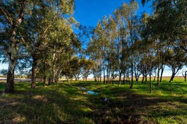 Farm For Sale - WA - Grass Valley - 6403 - Your Dream - Live It Now  (Image 2)