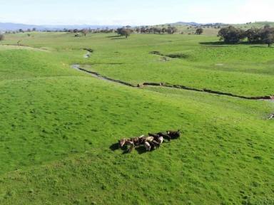 Farm Sold - NSW - Bowning - 2582 - HIGH RAINFALL GRAZING WITH SUBDIVISION POTENTIAL  (Image 2)