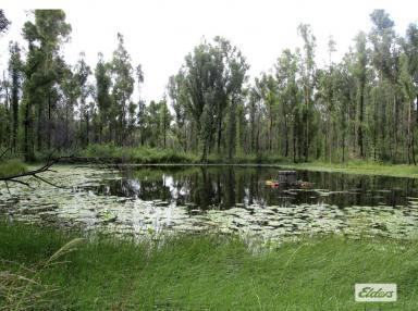 Farm For Sale - NSW - Nymboida - 2460 - 300 Acres Of Tranquility Lifestyle Awaits  (Image 2)