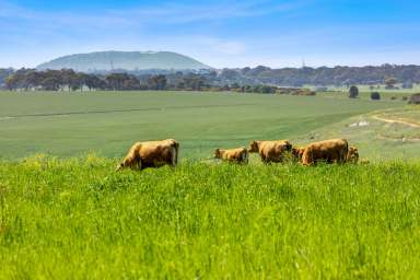 Farm For Sale - VIC - Bannockburn - 3331 - "Longview"  (Image 2)